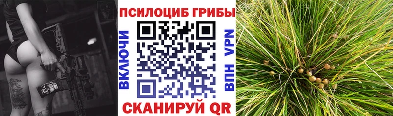 продажа наркотиков Сургут Псилоцибиновые грибы Cubensis