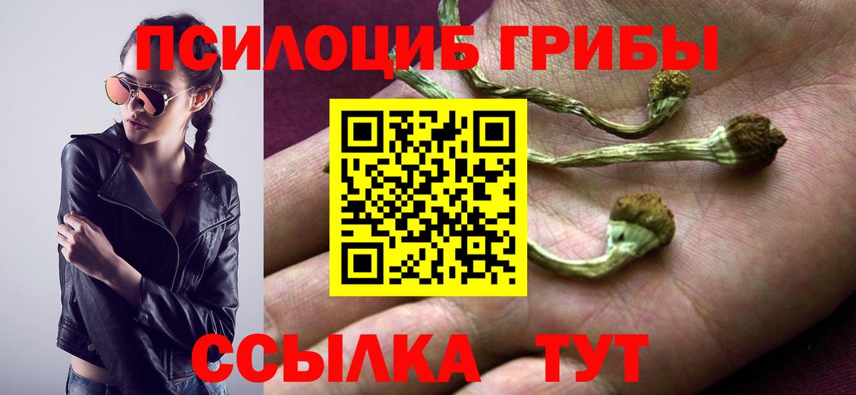 Псилоцибиновые грибы Cubensis Сургут