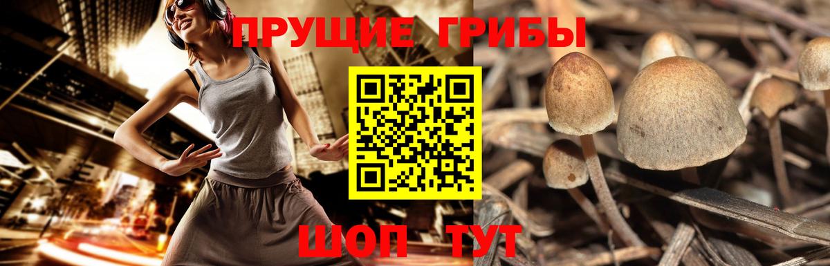 Псилоцибиновые грибы MAGIC MUSHROOMS  наркота  Сургут  Вход с VPN  Галлюциногенные грибы мицелий 